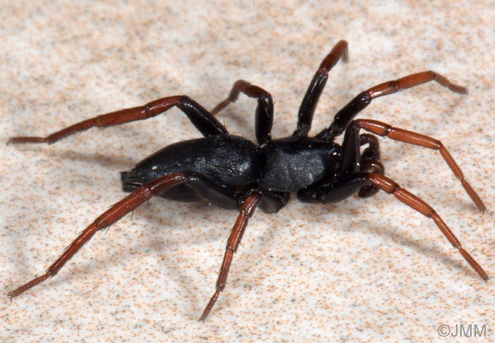 Trachyzelotes pedestris