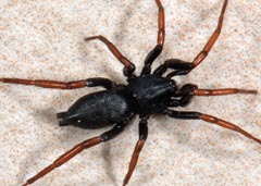 Trachyzelotes pedestris
