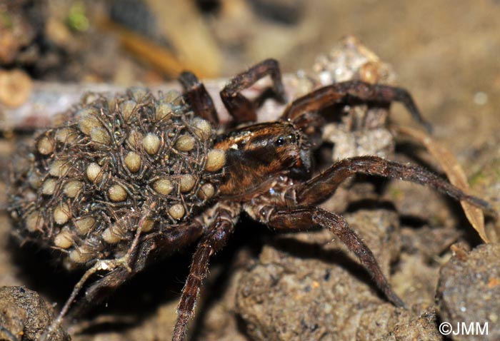 Trochosa robusta