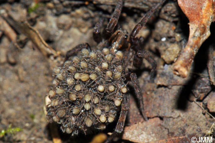 Trochosa robusta