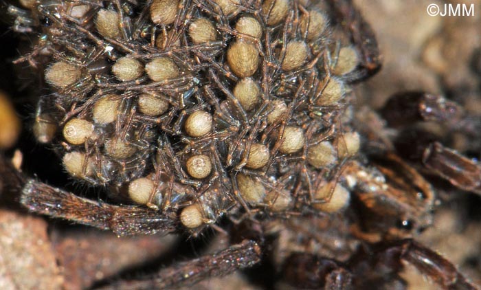 Trochosa robusta