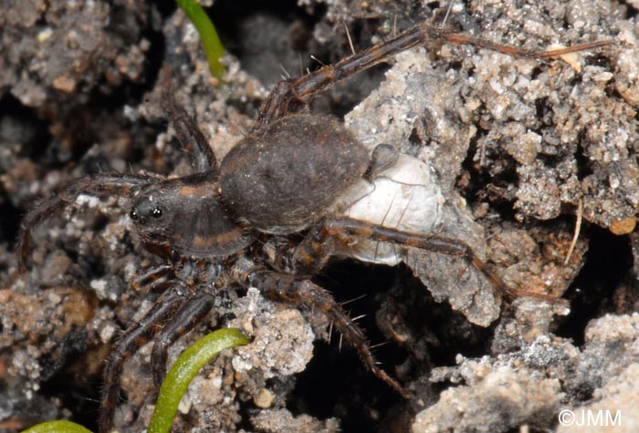 Trochosa spinipalpis