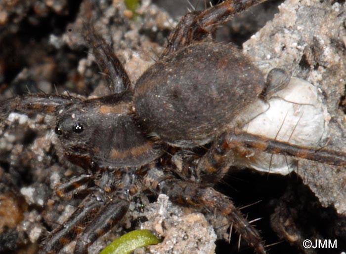 Trochosa spinipalpis