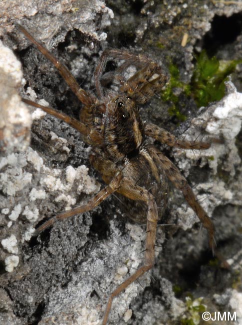 Trochosa spinipalpis