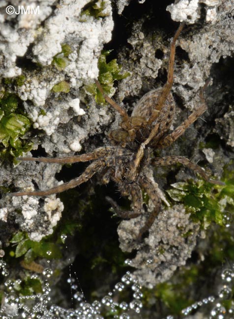 Trochosa spinipalpis