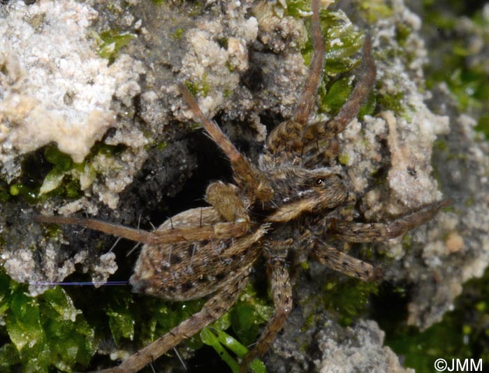 Trochosa spinipalpis