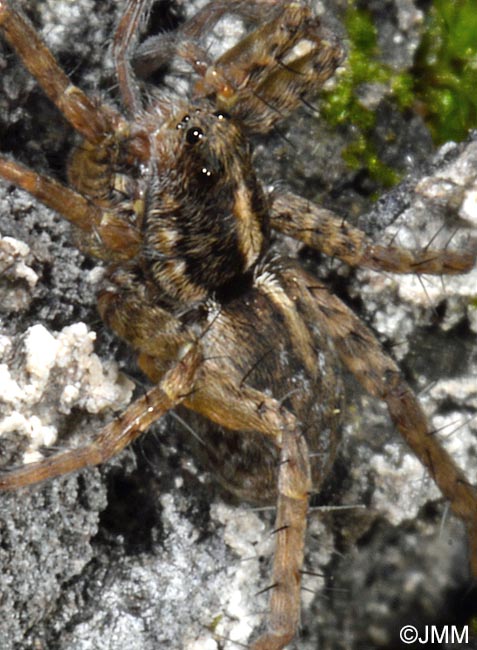 Trochosa spinipalpis