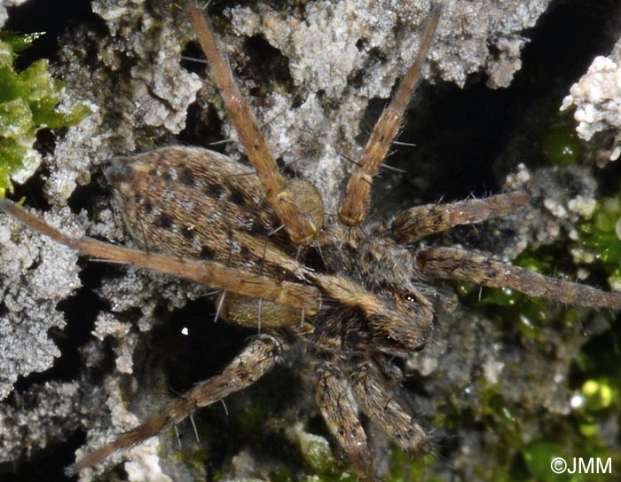 Trochosa spinipalpis