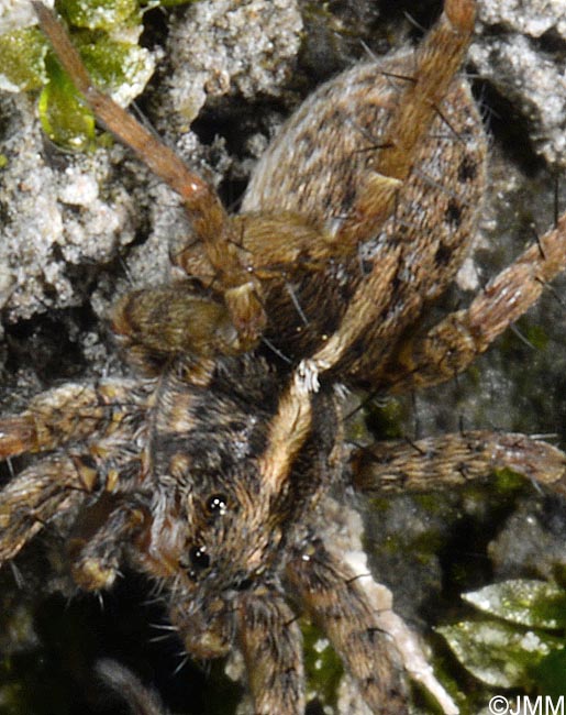 Trochosa spinipalpis