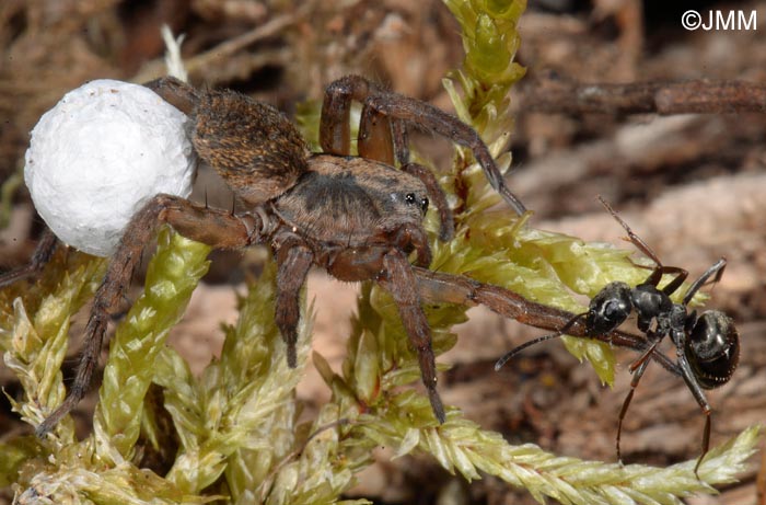 Trochosa terricola : Trochose terrassire, Trochose terricole