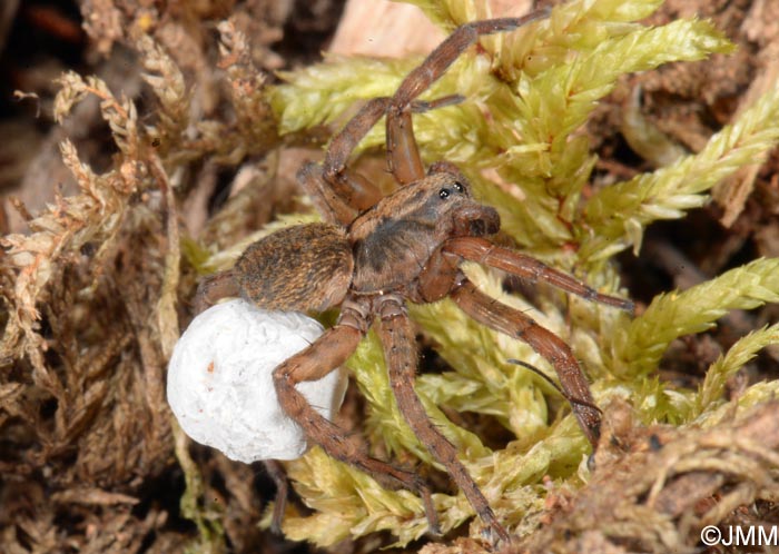 Trochosa terricola : Trochose terrassire, Trochose terricole