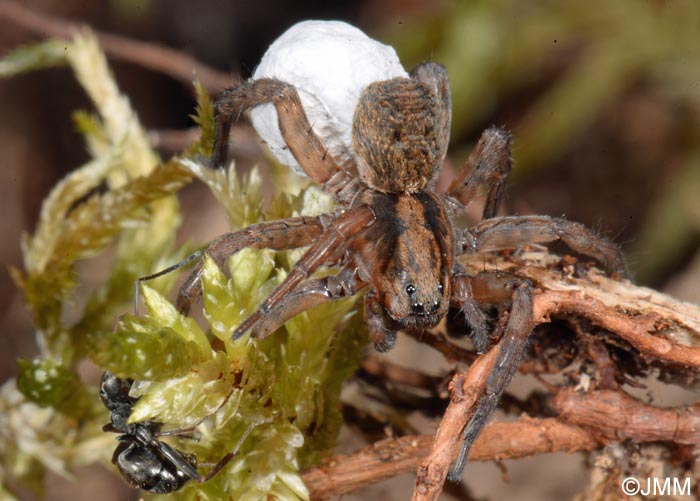 Trochosa terricola : Trochose terrassire, Trochose terricole