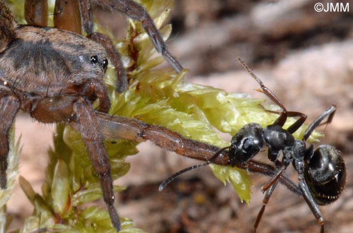 Trochosa terricola : Trochose terrassire, Trochose terricole