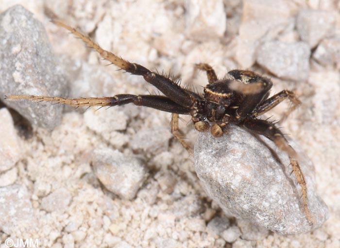 Xysticus kochi