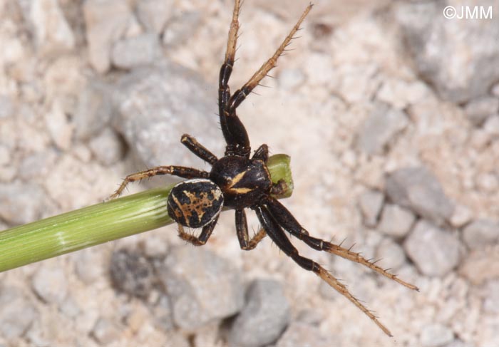 Xysticus kochi