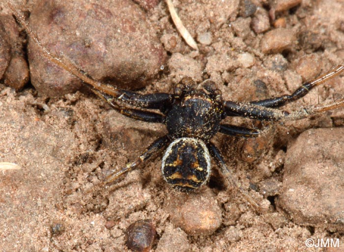 Xysticus sp.