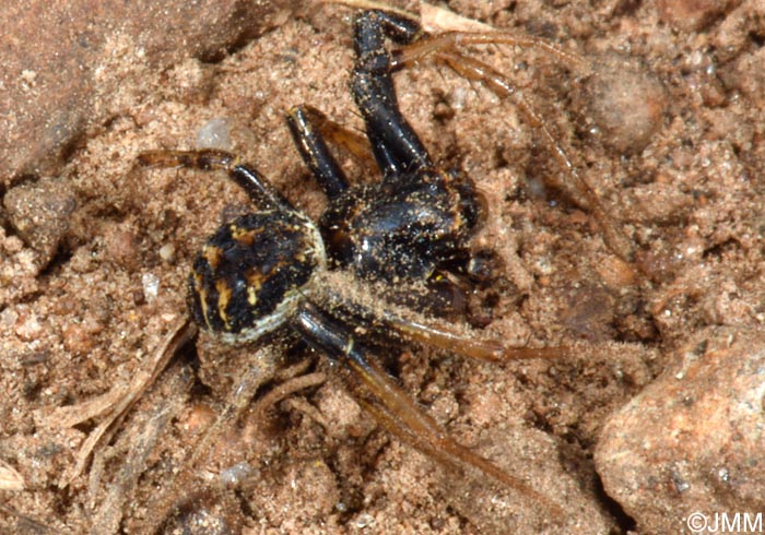 Xysticus sp.