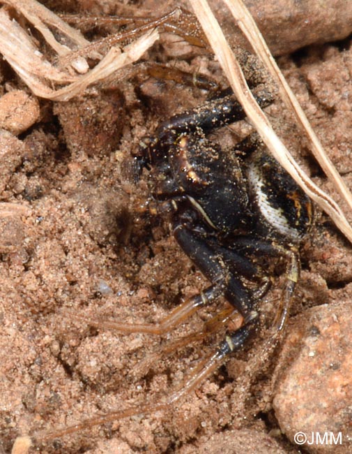 Xysticus sp.