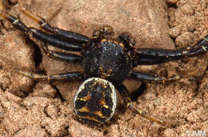 Xysticus sp.