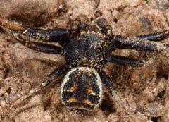 Xysticus sp.