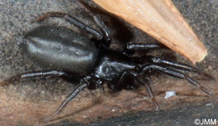 Zelotes subterraneus