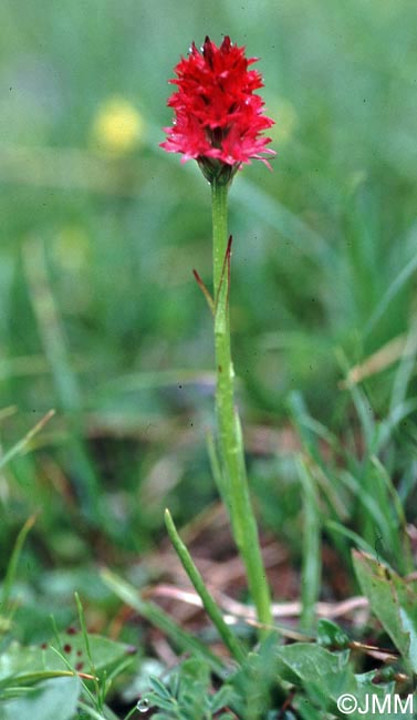 Gymnadenia bicolor