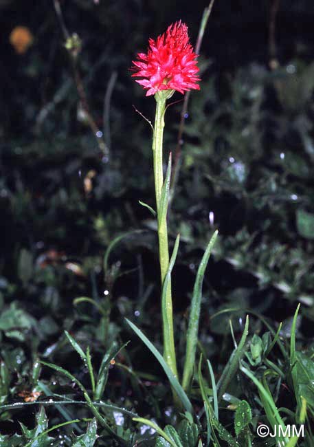 Gymnadenia bicolor