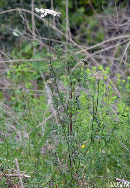 Daucus carota subsp. azoricus