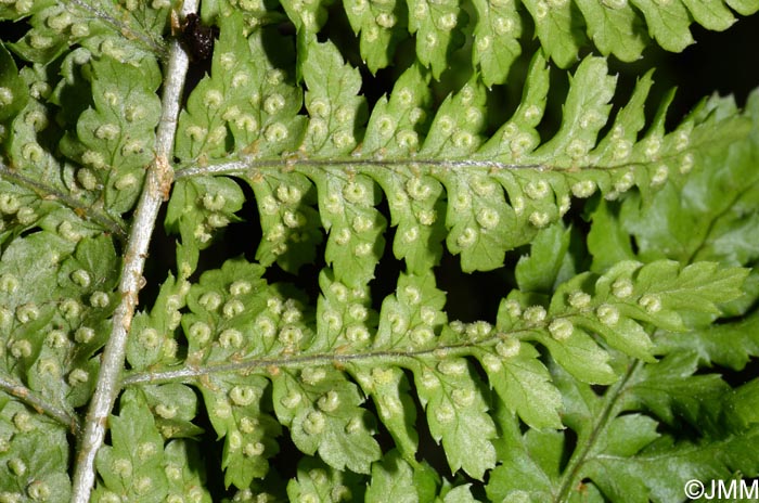 Dryopteris crispifolia