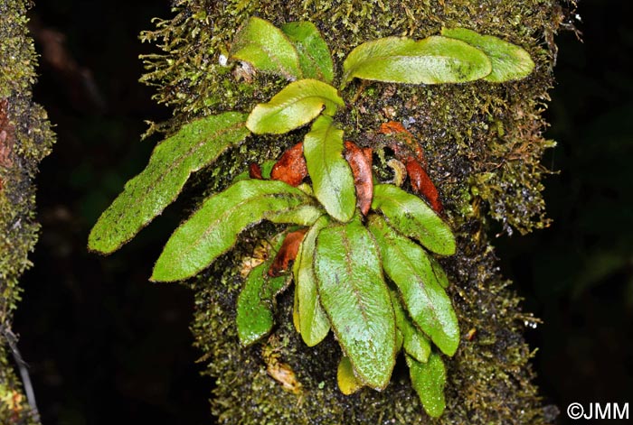 Elaphoglossum semicylindricum