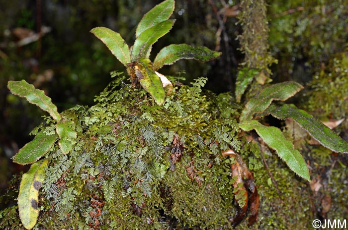 Elaphoglossum semicylindricum & Hymenophyllum tunbrigense