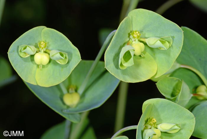 Euphorbia azorica
