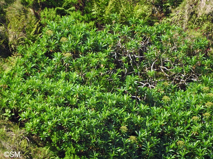 Euphorbia stygiana