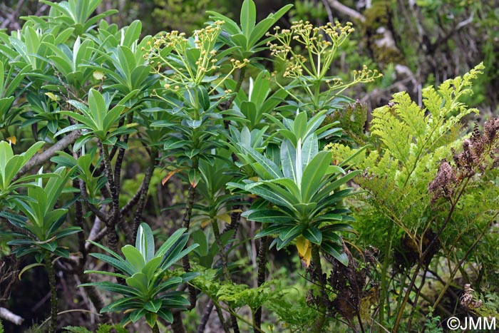 Euphorbia stygiana & Culcita macrocarpa
