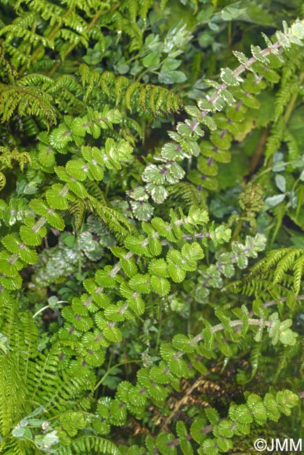 Euphrasia grandiflora