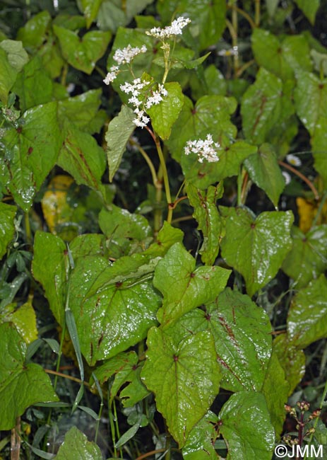 Fagopyrum cymosum = Fagopyrum dibotrys