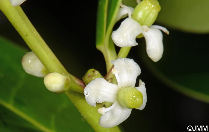 Ilex perado subsp. azorica