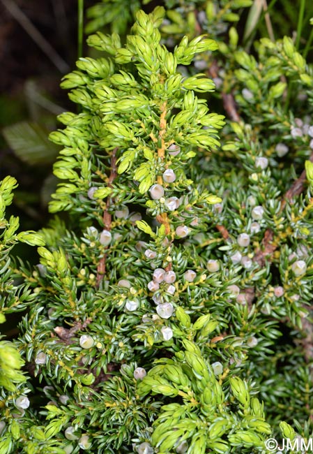 Juniperus brevifolia