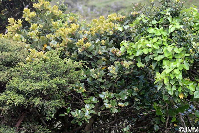 Juniperus brevifolia & Laurus azorica & Hedera azorica