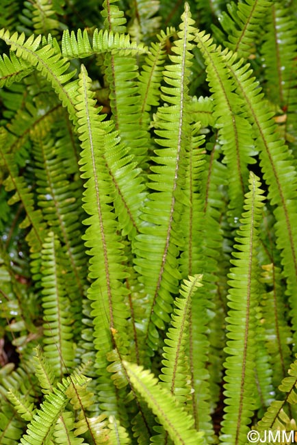 Nephrolepis cordifolia