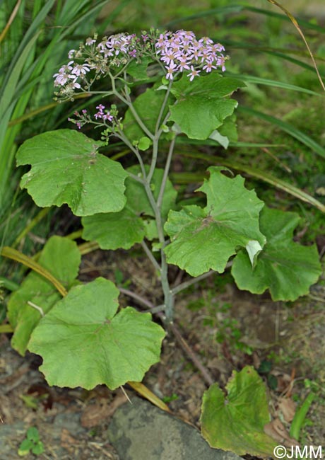 Pericallis malvifolia