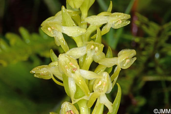 Platanthera azorica