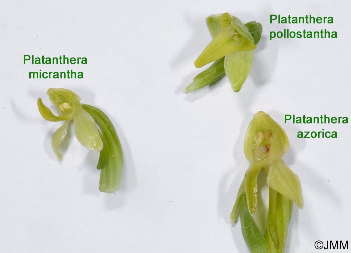 Comparaison de Platanthera azorica, Platanthera micrantha & Platanthera pollostantha