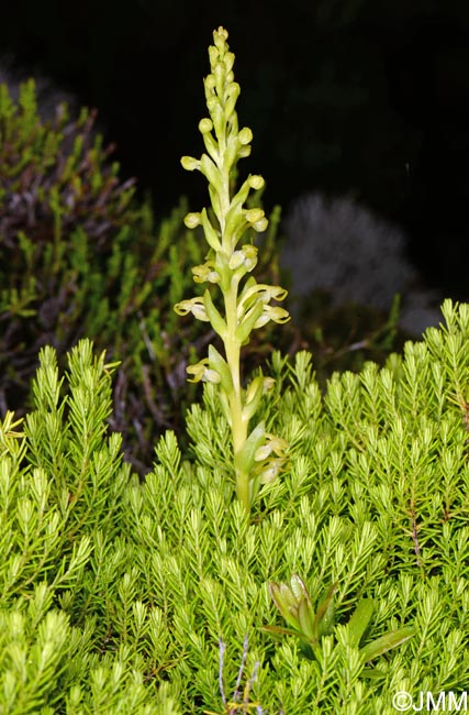 Platanthera micrantha & Erica azorica
