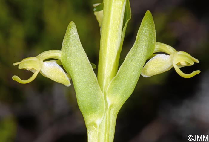 Platanthera micrantha