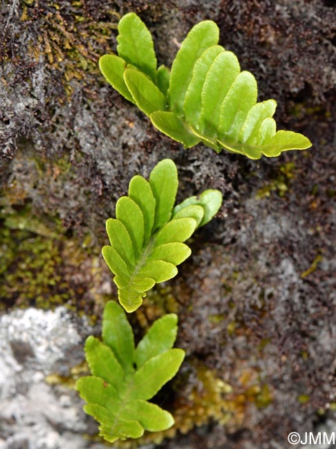 Polypodium azoricum