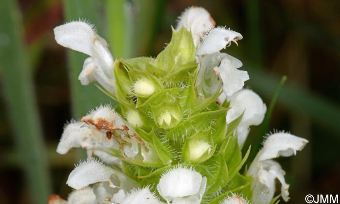 Prunella vulgaris f. alba