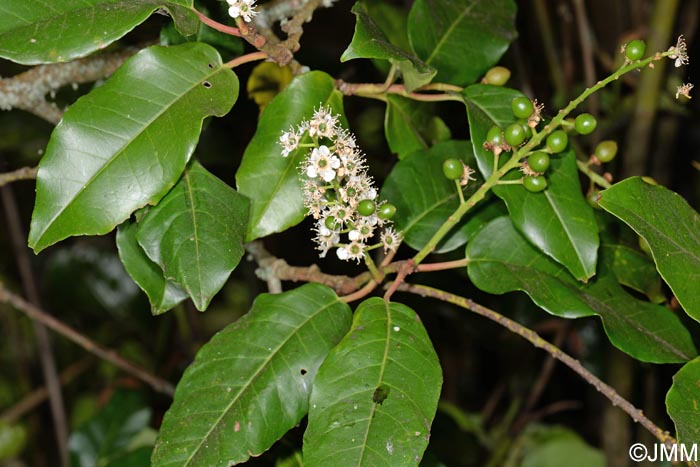 Prunus lusitanica subsp. azorica