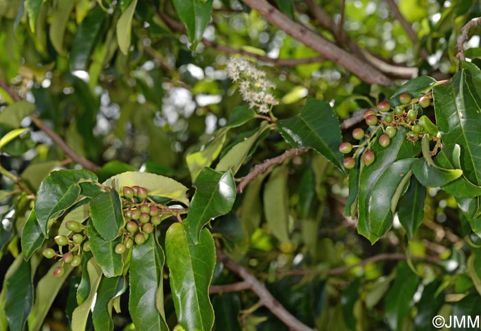Prunus lusitanica subsp. azorica