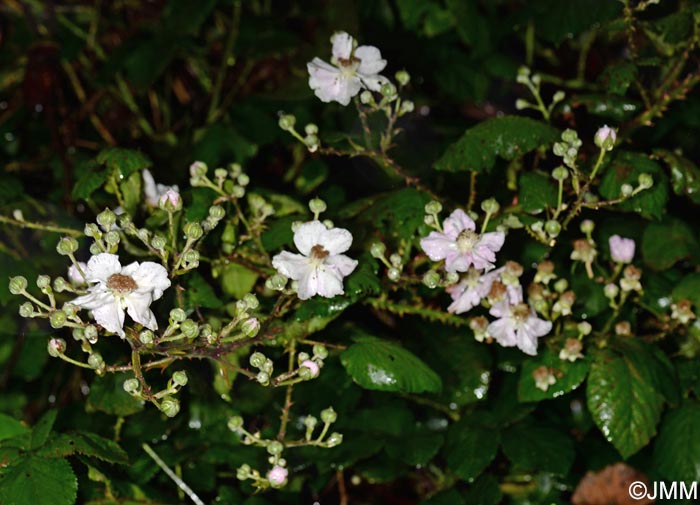Rubus hochstetterorum